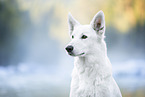 Berger Blanc Suisse