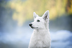 Berger Blanc Suisse