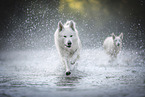 Berger Blanc Suisse