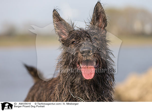 Berger Picard Dog Portrait / AM-05616