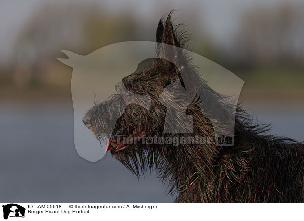 Berger Picard Dog Portrait / AM-05618