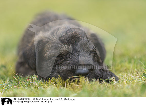 schlafender Berger Picard Welpe / sleeping Berger Picard Dog Puppy / AM-06958