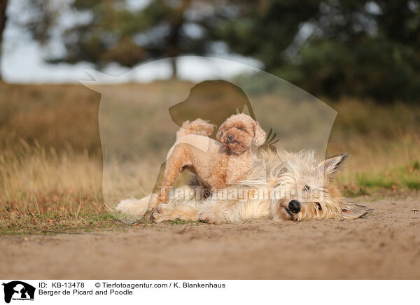 Berger de Picard and Poodle / KB-13478