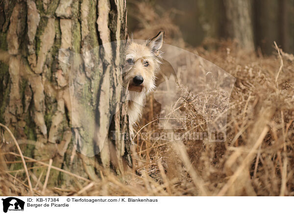 Berger de Picardie / Berger de Picardie / KB-17384