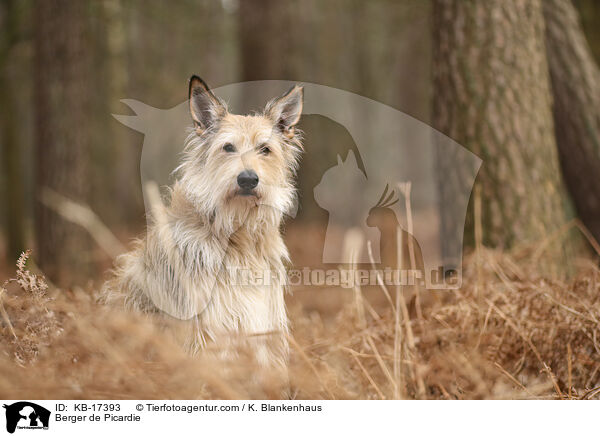 Berger de Picardie / Berger de Picardie / KB-17393