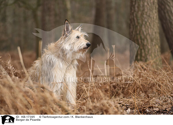 Berger de Picardie / KB-17395