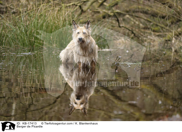 Berger de Picardie / Berger de Picardie / KB-17413