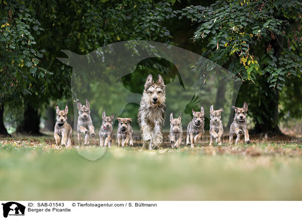 Berger de Picardie / Berger de Picardie / SAB-01543
