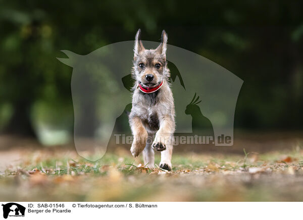 Berger de Picardie / Berger de Picardie / SAB-01546