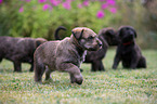 Berger Picard Dog Puppies