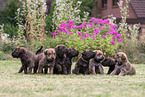Berger Picard Dog Puppies