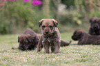 Berger Picard Dog Puppies