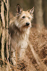 Berger de Picardie