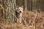 Berger de Picardie