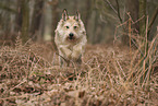 Berger de Picardie