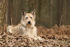 Berger de Picardie