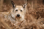 Berger de Picardie