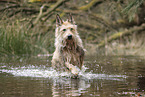 Berger de Picardie