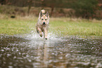 Berger de Picardie