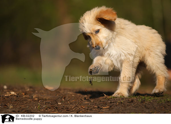 Bernedoodle puppy / KB-02202