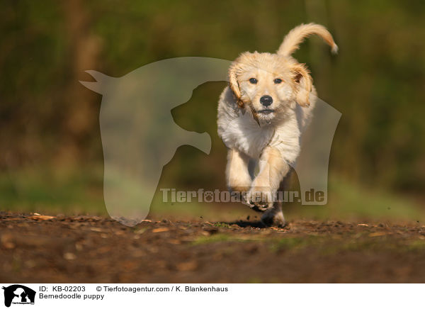Bernedoodle puppy / KB-02203