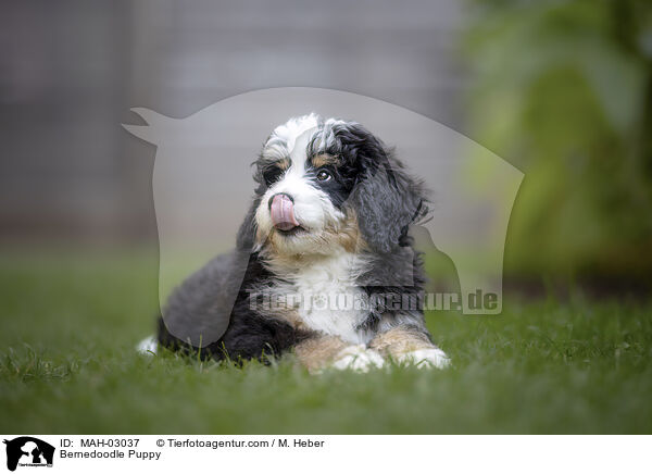 Bernedoodle Welpe / Bernedoodle Puppy / MAH-03037