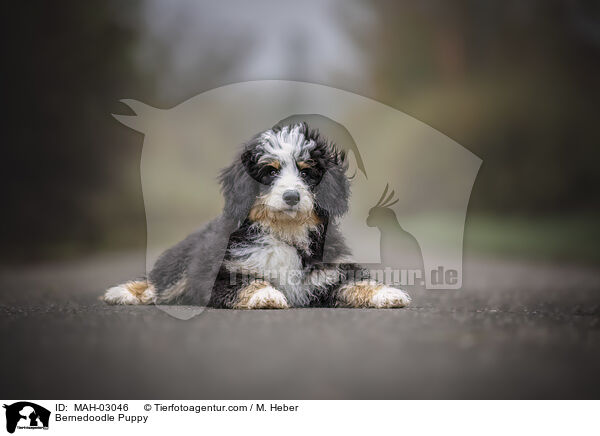 Bernedoodle Welpe / Bernedoodle Puppy / MAH-03046