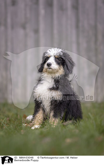 Bernedoodle Welpe / Bernedoodle Puppy / MAH-03048