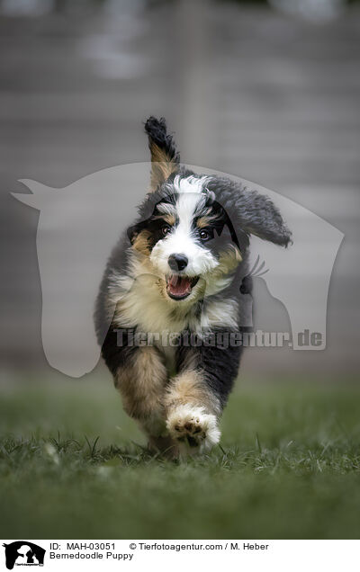 Bernedoodle Welpe / Bernedoodle Puppy / MAH-03051