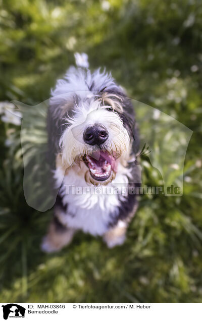 Bernedoodle / Bernedoodle / MAH-03846
