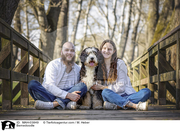 Bernedoodle / Bernedoodle / MAH-03849