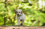 Bernedoodle puppy