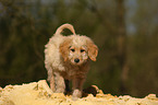 Bernedoodle puppy