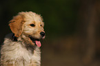 Bernedoodle puppy