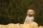 Bernedoodle puppy