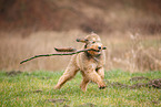 Bernedoodle Puppy