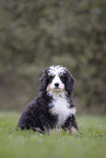 Bernedoodle Puppy