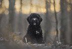 Bernedoodle