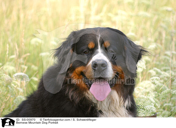 Berner Sennenhund Portrait / Bernese Mountain Dog Portrait / SS-00970