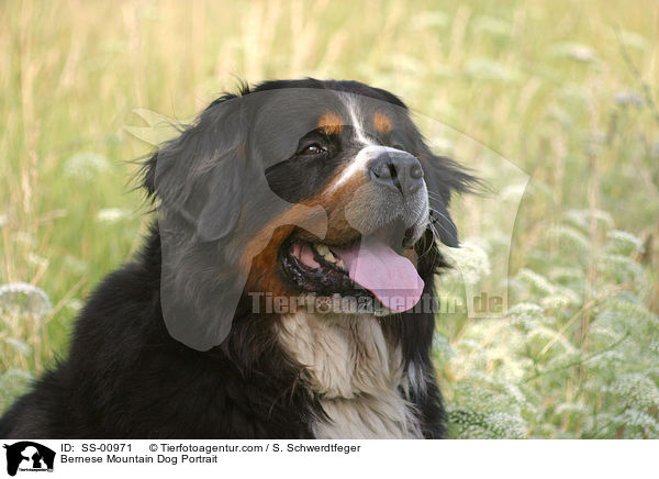 Berner Sennenhund Portrait / Bernese Mountain Dog Portrait / SS-00971