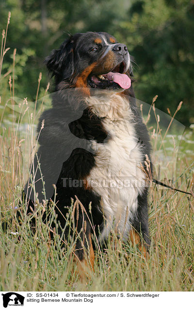sitzender Berner Sennenhund / sitting Bernese Mountain Dog / SS-01434
