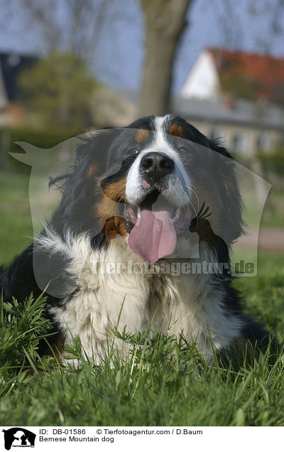 Berner Sennenhund / Bernese Mountain dog / DB-01586
