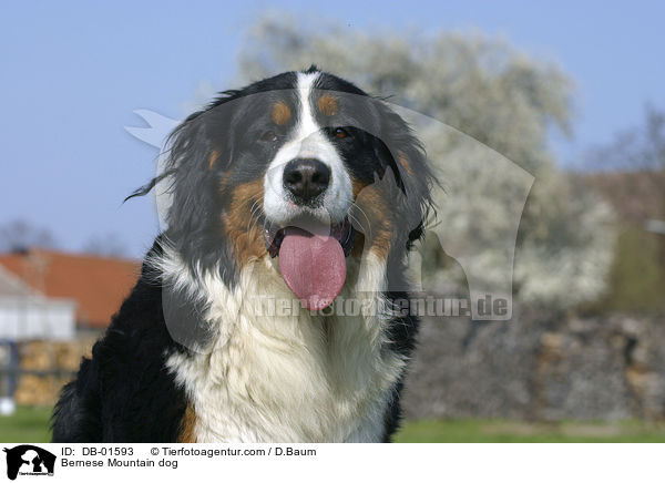 Bernese Mountain dog / DB-01593