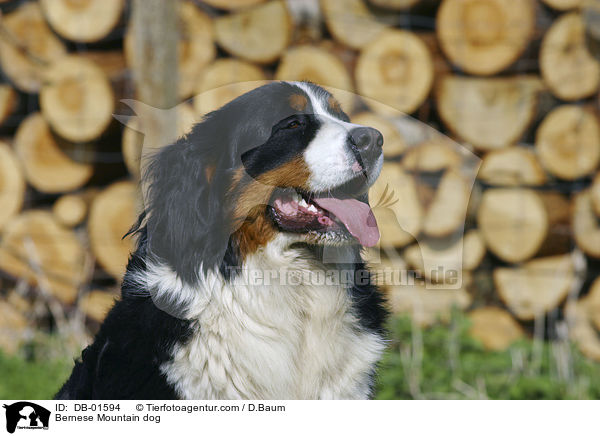 Bernese Mountain dog / DB-01594