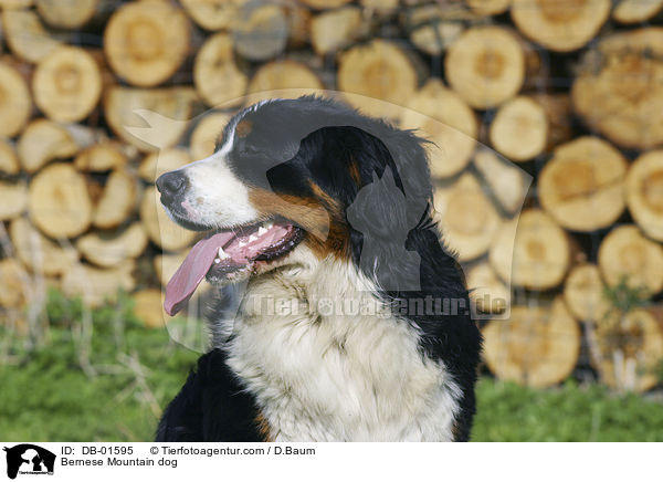 Bernese Mountain dog / DB-01595