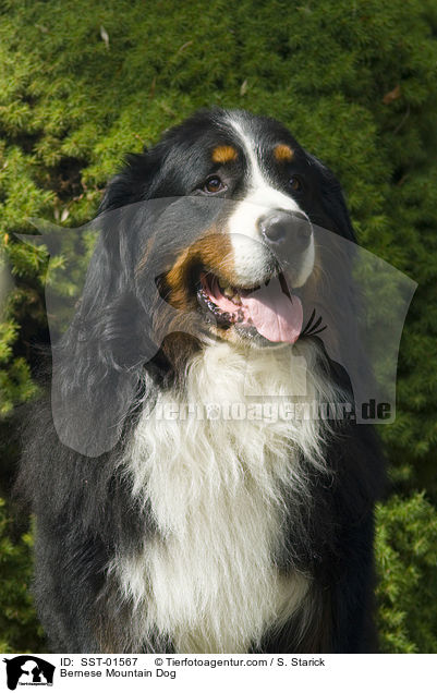 Bernese Mountain Dog / SST-01567
