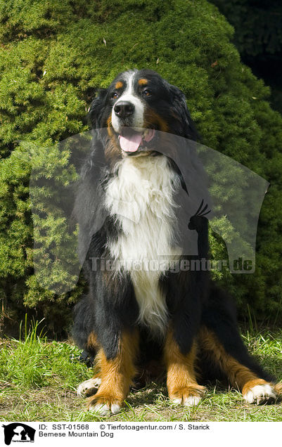 Bernese Mountain Dog / SST-01568