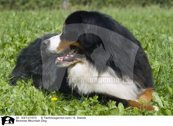 Berner Sennenhund / Bernese Mountain Dog / SST-01573