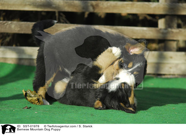 Berner Sennenhund Welpe / Bernese Mountain Dog Puppy / SST-01978