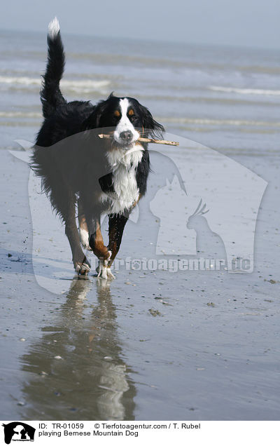 spielender Berner Sennenhund / playing Bernese Mountain Dog / TR-01059